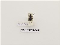 藏品(象鼻蟲(2))的圖片